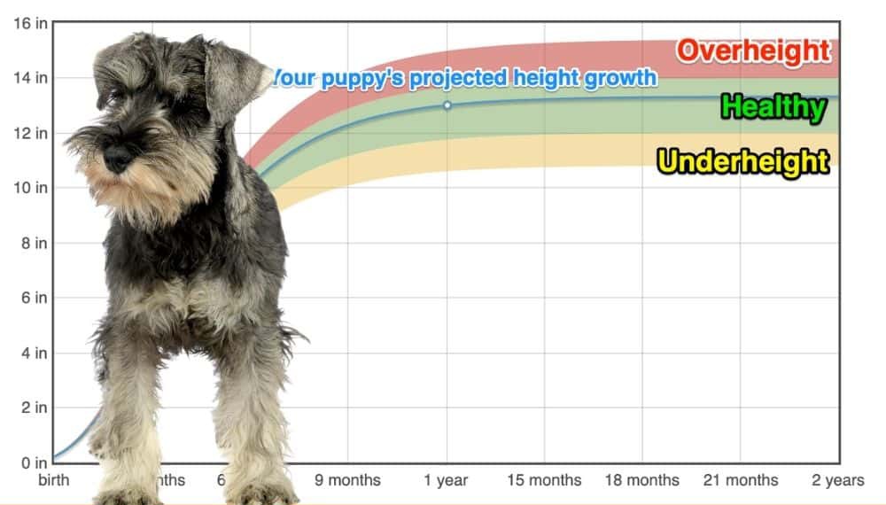 Standard Schnauzer Height+Growth Chart How Tall Will My Standard